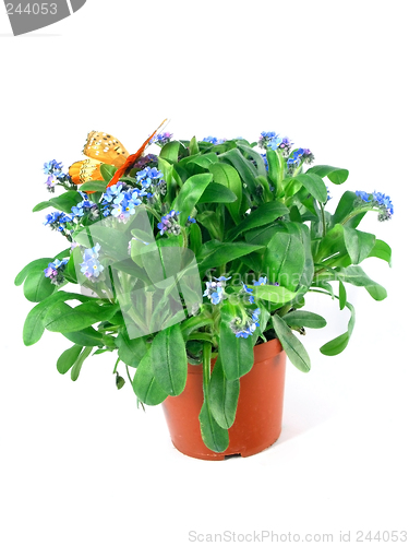 Image of forget-me-not seedling