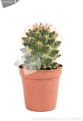 Image of close up of small cactus houseplant  in pot