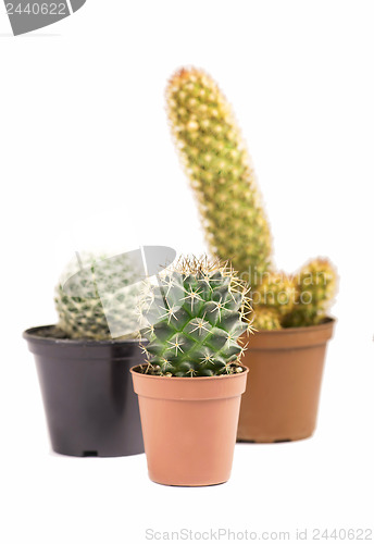 Image of Three cacti isolated on white background