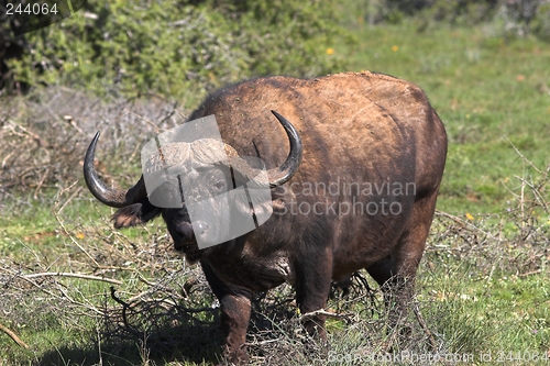 Image of buffalo