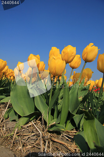 Image of yellow tulips in a field