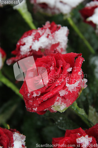 Image of Red rose in the snow