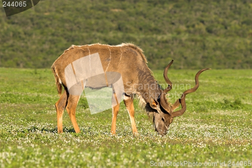 Image of kudu graze