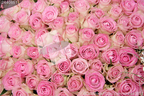 Image of Pink roses in a group