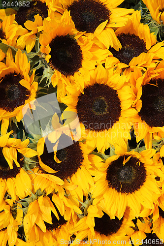 Image of Big group of sunflowers