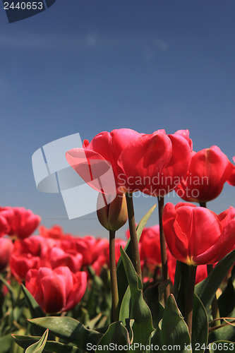 Image of Pink tulips growing on a fiield