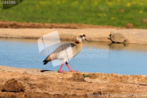 Image of strutting