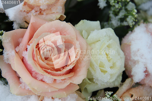 Image of pink and white roses in the snow