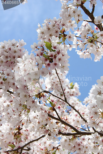 Image of White cherry blossom
