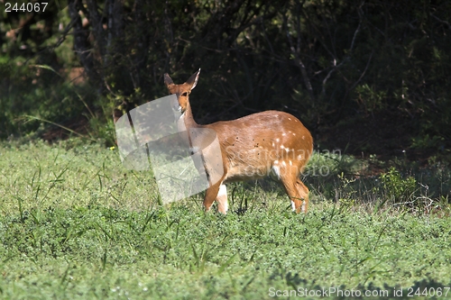 Image of bush buck