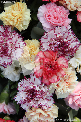 Image of Pastel carnations