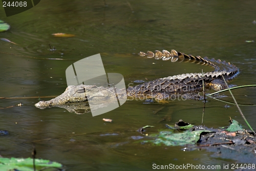 Image of floating croc