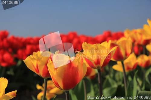 Image of yellow and red tulips in a field