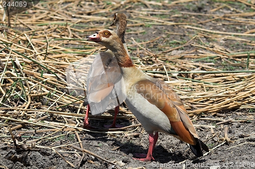 Image of egyptian geese
