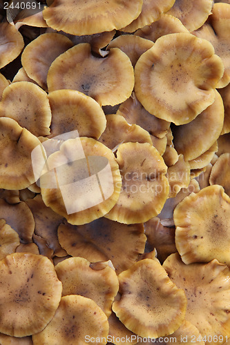 Image of Group of mushrooms