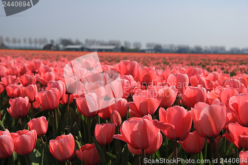 Image of Flower industry fields