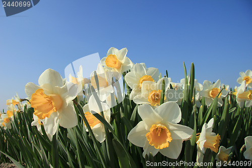 Image of White and yellow daffodils