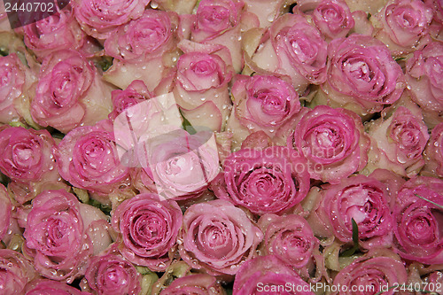 Image of Sparkling pink roses