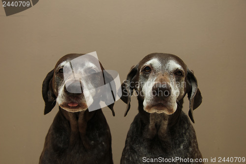 Image of Senior pointer Sisters, almost 13 years old