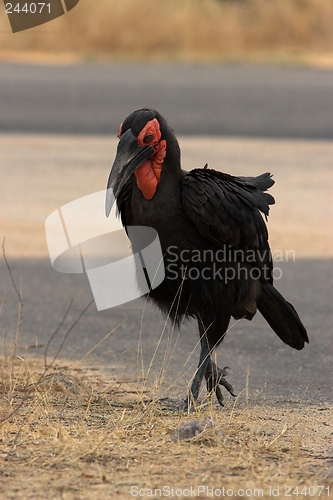 Image of ground hornbill