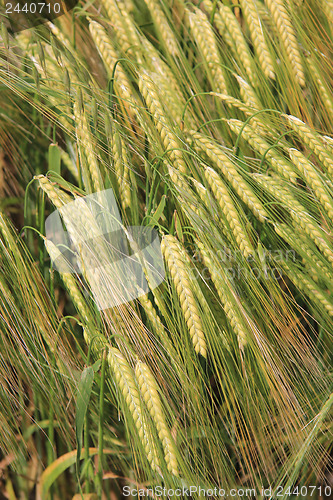 Image of wheat field