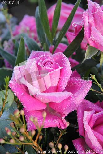 Image of Frozen pink rose