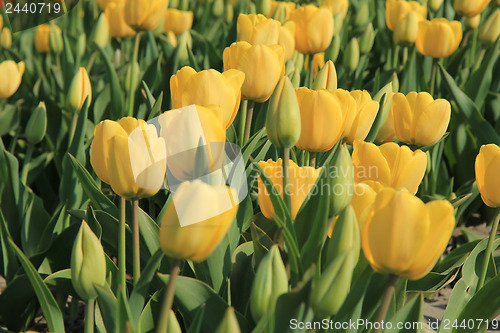 Image of yellow tulips in a field