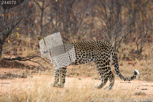 Image of leopardess