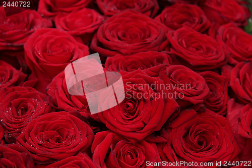 Image of Big group of red roses
