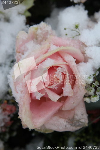 Image of Snow covered pink rose