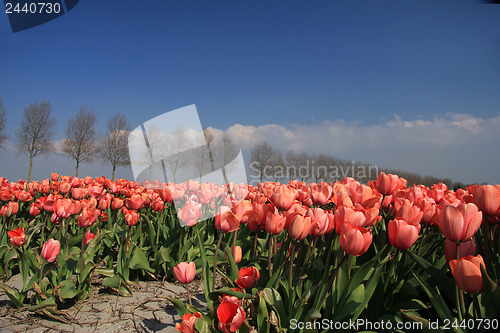 Image of Pink tulips