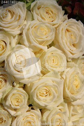 Image of Group of frosted white roses