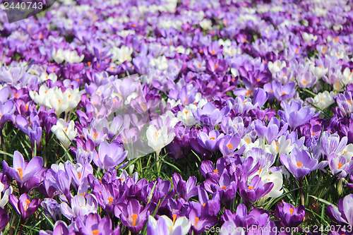 Image of Group of crocuses