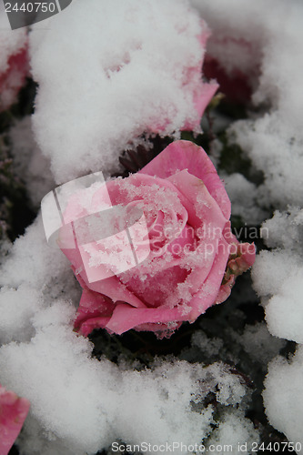 Image of Snow covered pink rose