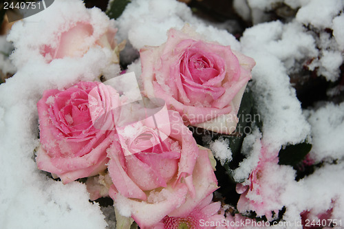 Image of Pink roses in the snow