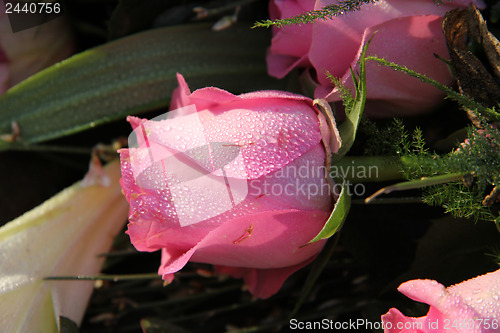 Image of Dew drops on a pink rose