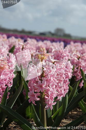 Image of Hyacints on a field