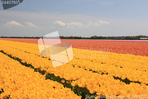 Image of yellow tulips in a field