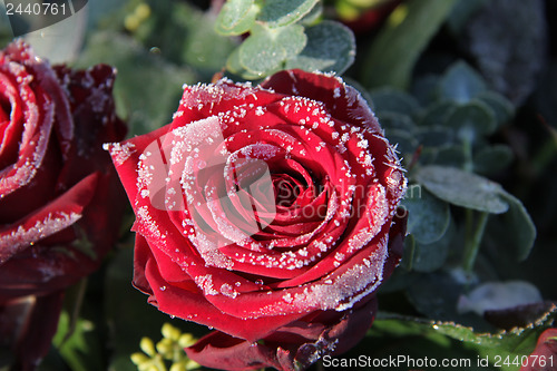 Image of Frosted red rose