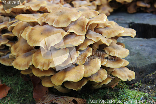 Image of Group of mushrooms