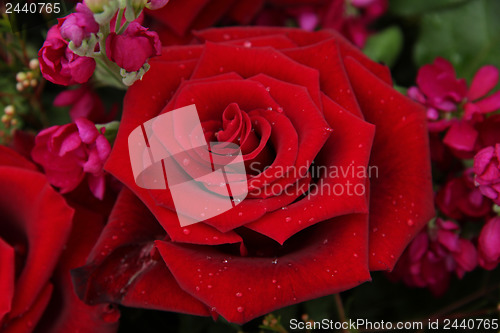 Image of Big red rose