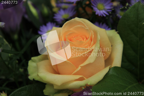 Image of Roses and asters in a bridal bouquet