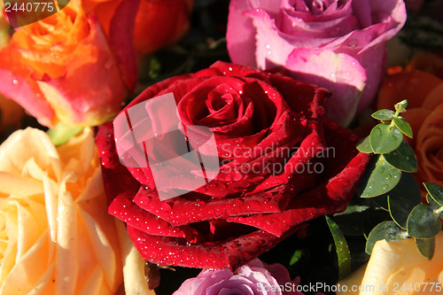 Image of Big wet red rose