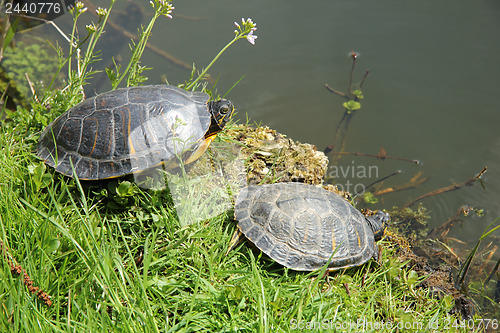 Image of Two turtles near waterside