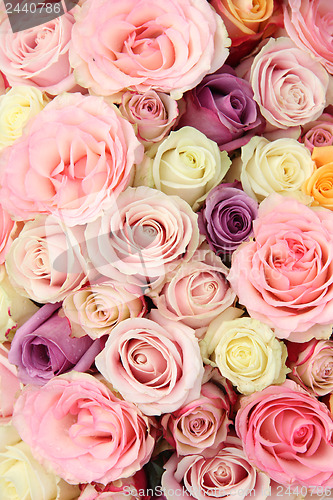 Image of Wedding roses in pastel colors