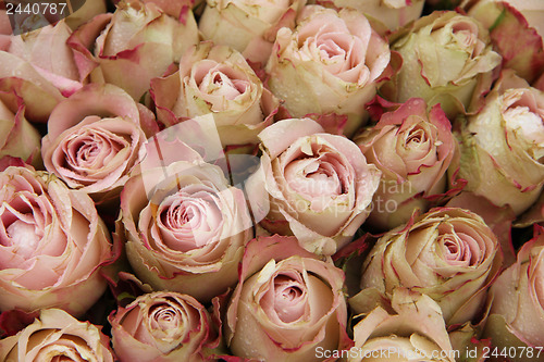 Image of Pale pink roses