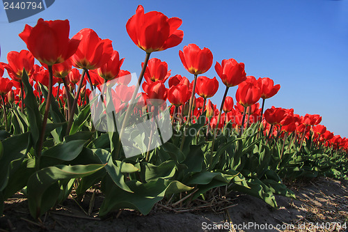 Image of Red tulips in a field