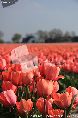 Image of Pink tulips