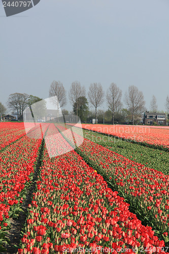 Image of Flower industry fields