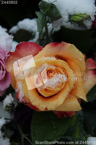 Image of yellow red rose in the snow